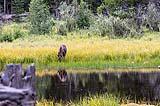 Baby Moose Aug 25, 2022